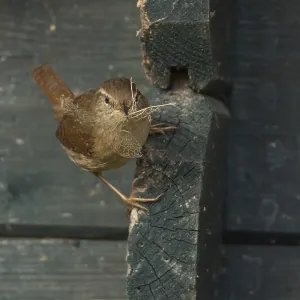 Eurasian wren (Troglodytes troglodytes) adult bird on a garden shed with nesting material in its beak in spring Eurasian wren (Troglodytes troglodytes) adult bird on a garden shed with nesting material in its beak in spring