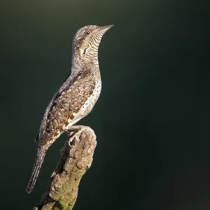 Eurasian Wryneck (Jynx torquilla)