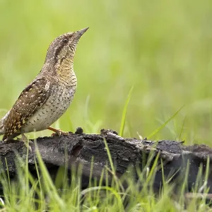 Eurasian Wryneck (Jynx torquilla)