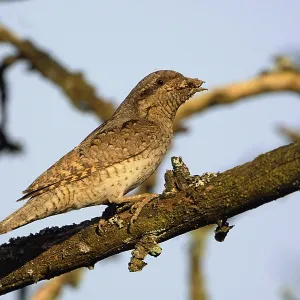 Eurasian Wryneck (Jynx torquilla) carrying ant eggs to feed young Eurasian Wryneck (Jynx torquilla) carrying ant eggs to feed young
