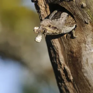 Eurasian Wryneck (Jynx torquilla) cleaning fecal sac out of nest cavity Eurasian Wryneck (Jynx torquilla) cleaning fecal sac out of nest cavity