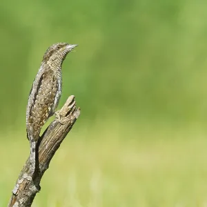 Eurasian Wryneck (Jynx torquilla) perched on a branch Eurasian Wryneck (Jynx torquilla) perched on a branch