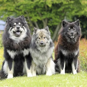 Eurasier Eurasier