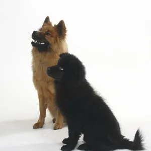 Eurasier with puppy, 14 weeks