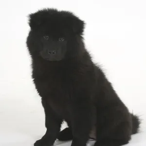 Eurasier, puppy, 14 weeks Eurasier, puppy, 14 weeks