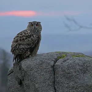 Europaeischer Uhu, lat. Bubo bubo Europaeischer Uhu, lat. Bubo bubo