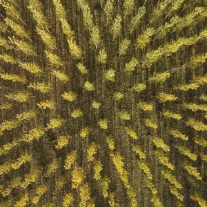 European Aspen Print in Autumnal Colours