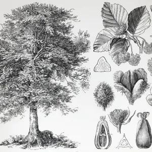European beech (Fagus siilvatica)