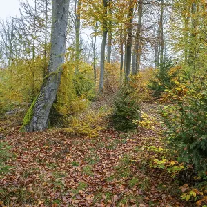 European beech (Fagus sylvatica)