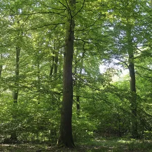 European beech forest in southern Sweden European beech forest in southern Sweden