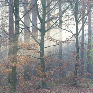 European Beech in Autumn Misty Forest Print