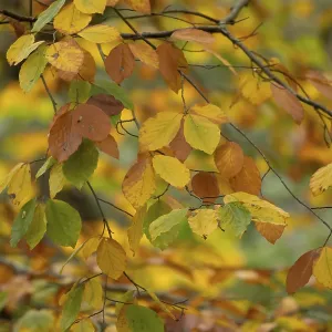 European Beech Tree Autumn Colour Print, Suffolk England European Beech Tree Autumn Colour Print, Suffolk England