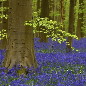 European Beech Print
