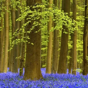 European Beech Print