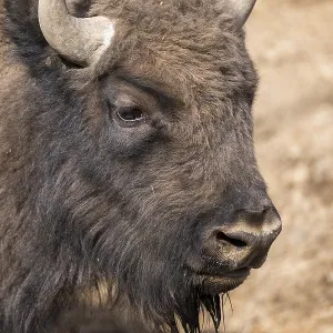 European bison (Bison bonasus) on a meadow