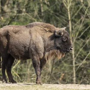 European bison (Bison bonasus) on a meadow