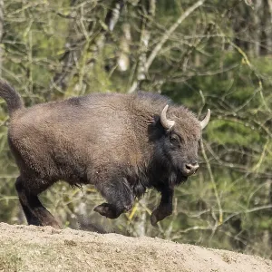 European bison (Bison bonasus) running fast on a meadow