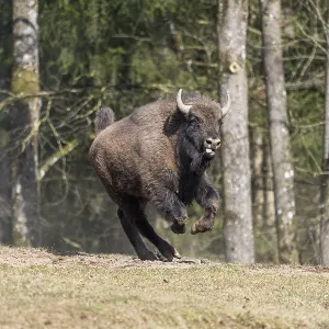 European bison (Bison bonasus) running fast on a meadow