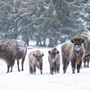 European bison (Bison bonasus) or Wisent standing on a meadow next to the forest in winter European bison (Bison bonasus) or Wisent standing on a meadow next to the forest in winter