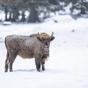 European bison (Bison bonasus) or Wisent standing on a meadow next to the forest in winter European bison (Bison bonasus) or Wisent standing on a meadow next to the forest in winter