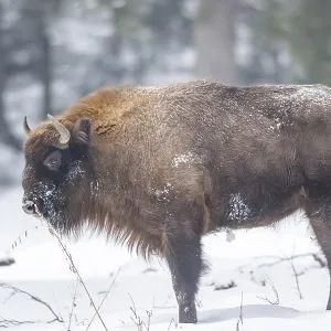 European bison (Bison bonasus) or Wisent standing on a meadow next to the forest in winter European bison (Bison bonasus) or Wisent standing on a meadow next to the forest in winter