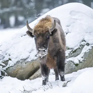 European bison (Bison bonasus) or Wisent standing on a meadow next to the forest in winter European bison (Bison bonasus) or Wisent standing on a meadow next to the forest in winter