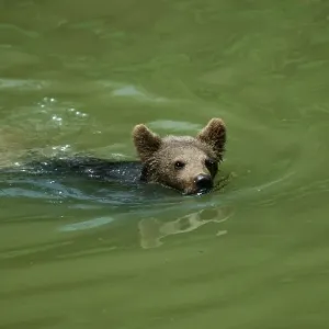 European Brown Bear cub (Ursus arctos) European Brown Bear cub (Ursus arctos)