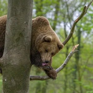 European brown bear (Ursus arctos) in tree licking front paw in forest