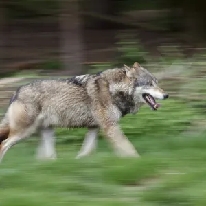 European (Canis lupus), wolf running European (Canis lupus), wolf running