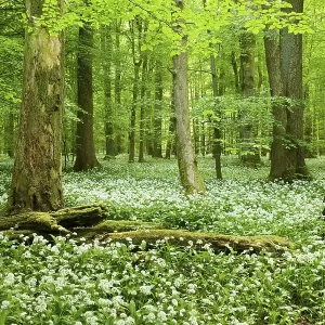 European or common beech (Fagus sylvatica) forest