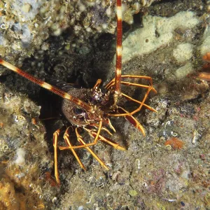 European crawfish (Palinurus elephas) in the Mediterranean near Hyeres