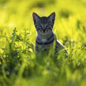European domestic cat, in high grass with back light European domestic cat, in high grass with back light
