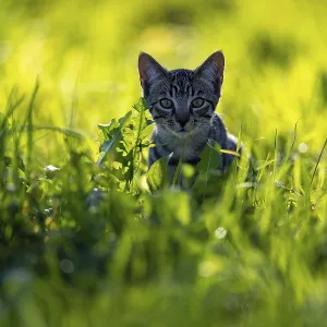 European domestic cat, in high grass with back light