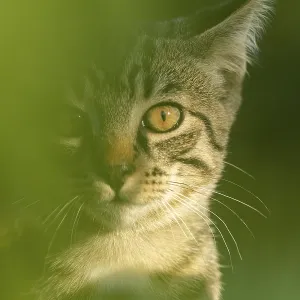 European domestic cat, portrait European domestic cat, portrait