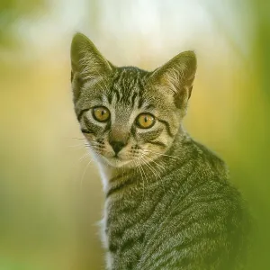 European domestic cat, portrait European domestic cat, portrait
