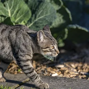 European domestic cat on the move in the vegetable garden in the sunlight European domestic cat on the move in the vegetable garden in the sunlight