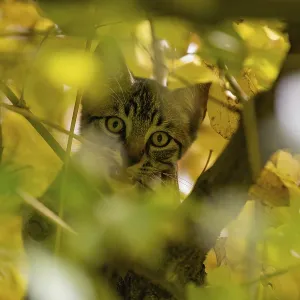 European domestic cat, in tree European domestic cat, in tree