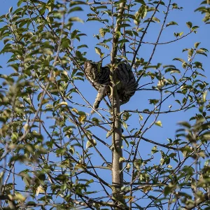 European domestic cat, in tree European domestic cat, in tree