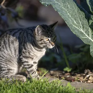 European domestic cat in a vegetable garden in sunlight