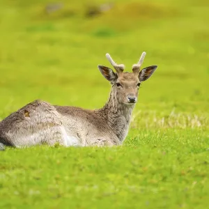 European fallow deer (Dama dama) stag lying on a meadow