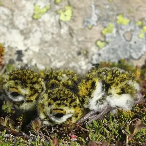 European golden plover (Pluvialis apricaria) European golden plover (Pluvialis apricaria)