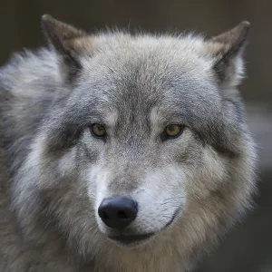 European gray wolf (canis lupus) European gray wolf (canis lupus)