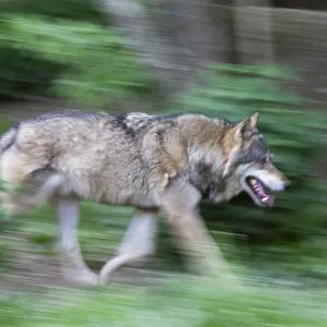 European gray wolf (Canis lupus) European gray wolf (Canis lupus)