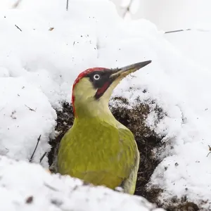 European Green Woodpecker Print European Green Woodpecker Print
