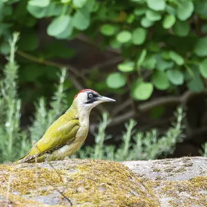 European green woodpecker (Picus viridis) standing on a rock