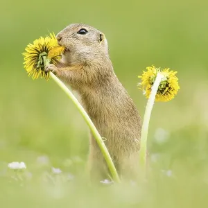 European ground squirrel (Spermophilus citellus) eating Dandelion (Taraxacum) European ground squirrel (Spermophilus citellus) eating Dandelion (Taraxacum)