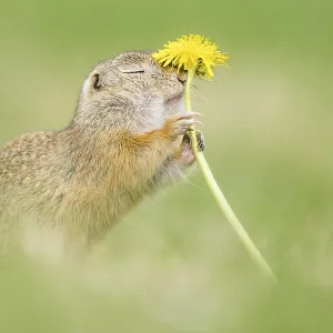 European ground squirrel (Spermophilus citellus) sniffs at Lowenzahn (Taraxacum) European ground squirrel (Spermophilus citellus) sniffs at Lowenzahn (Taraxacum)