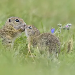 European ground squirrel (Spermophilus citellus) young playing European ground squirrel (Spermophilus citellus) young playing