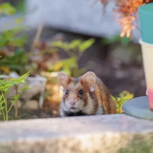 A European hamster (Cricetus cricetus) runs across graves in search for food A European hamster (Cricetus cricetus) runs across graves in search for food