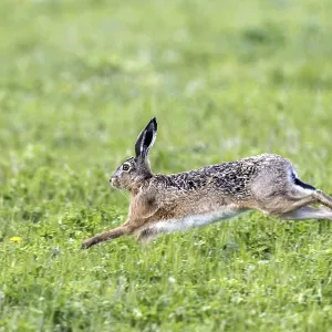 European hare, hare, (Lepus europaeus) European hare, hare, (Lepus europaeus)